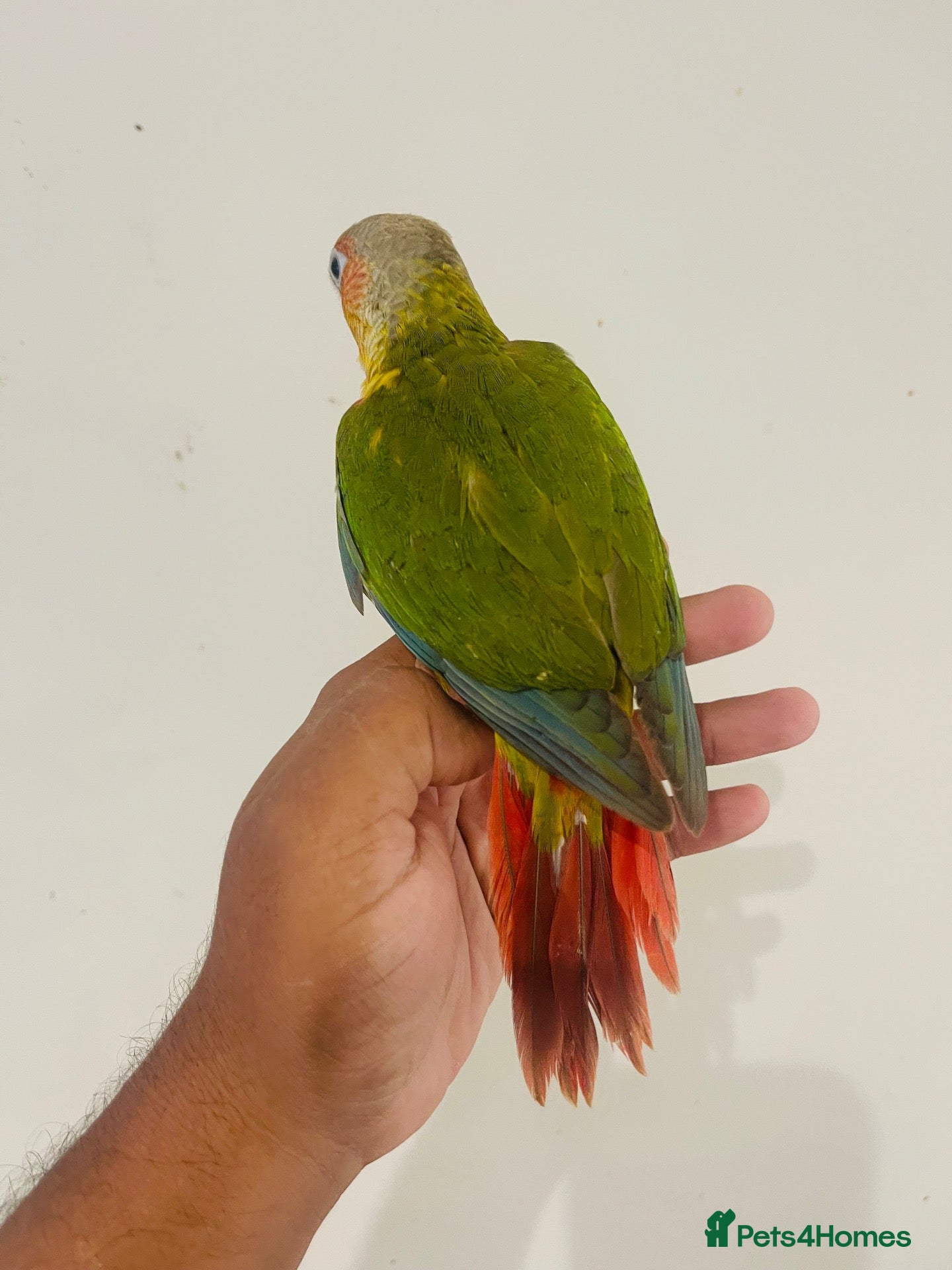 Conures birds Hand reared conures for sale  - Advert 2