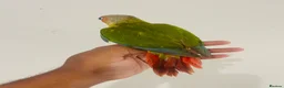 Conures birds for sale: Hand reared conures for sale  - Advert 4