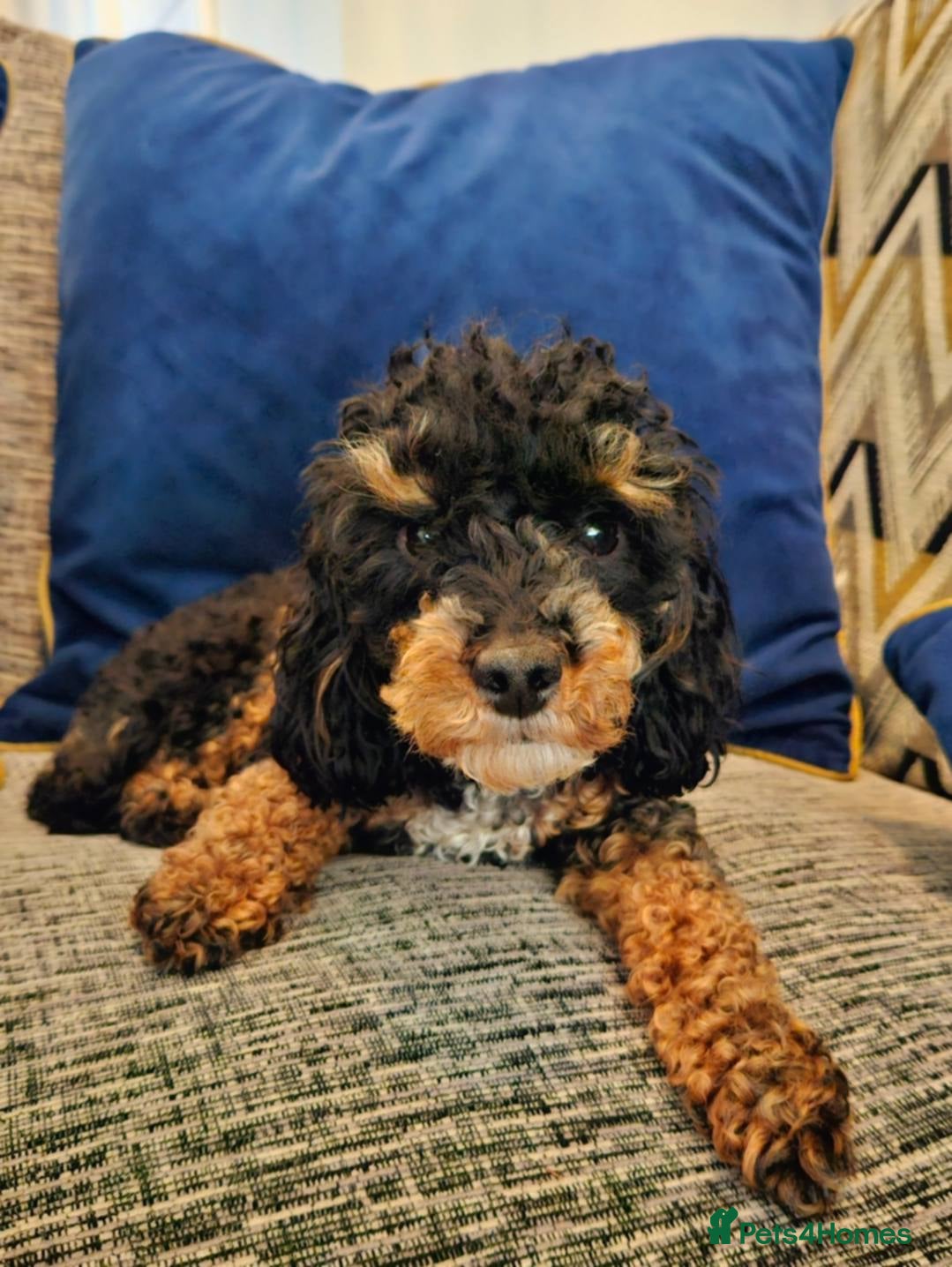 Miniature Poodle dogs Miniature poodle puppies  - Advert 2