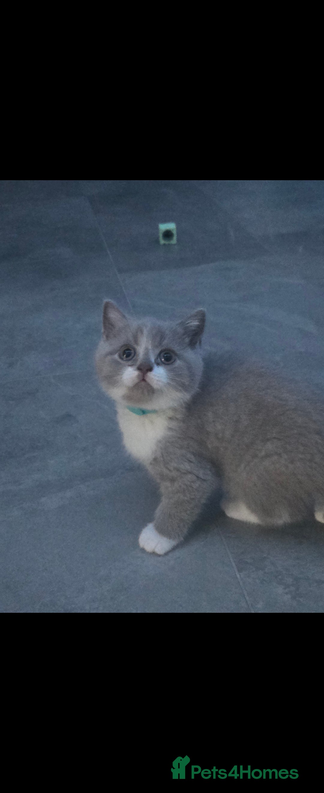 British Shorthair cats for sale: British short hair boys ready. Now - Advert 6