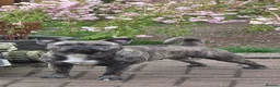 Frug dogs for sale:  Stunning Frug puppies  - Advert 3