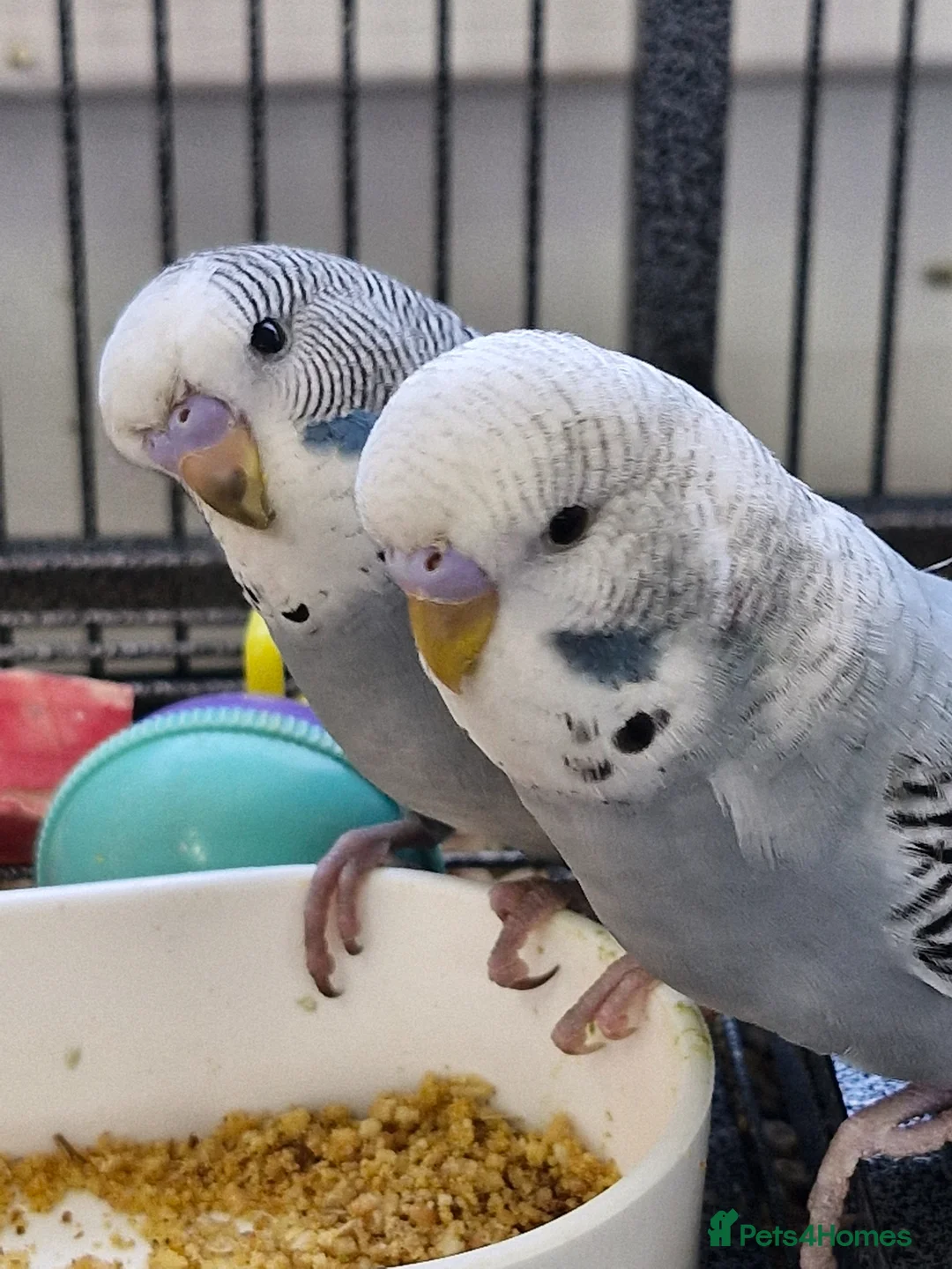 Budgerigars birds for sale: 6 Baby Budgies for sale - Advert 1