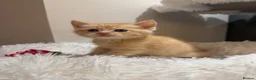 Mixed Breed cats for sale: Beautiful kittens looking for forever homes - Advert 5