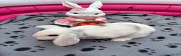 Mini Lop rabbits for sale: 🐰 Beautiful Mini Lop Baby Bunnies –Ready to go 🐰 - Advert 33