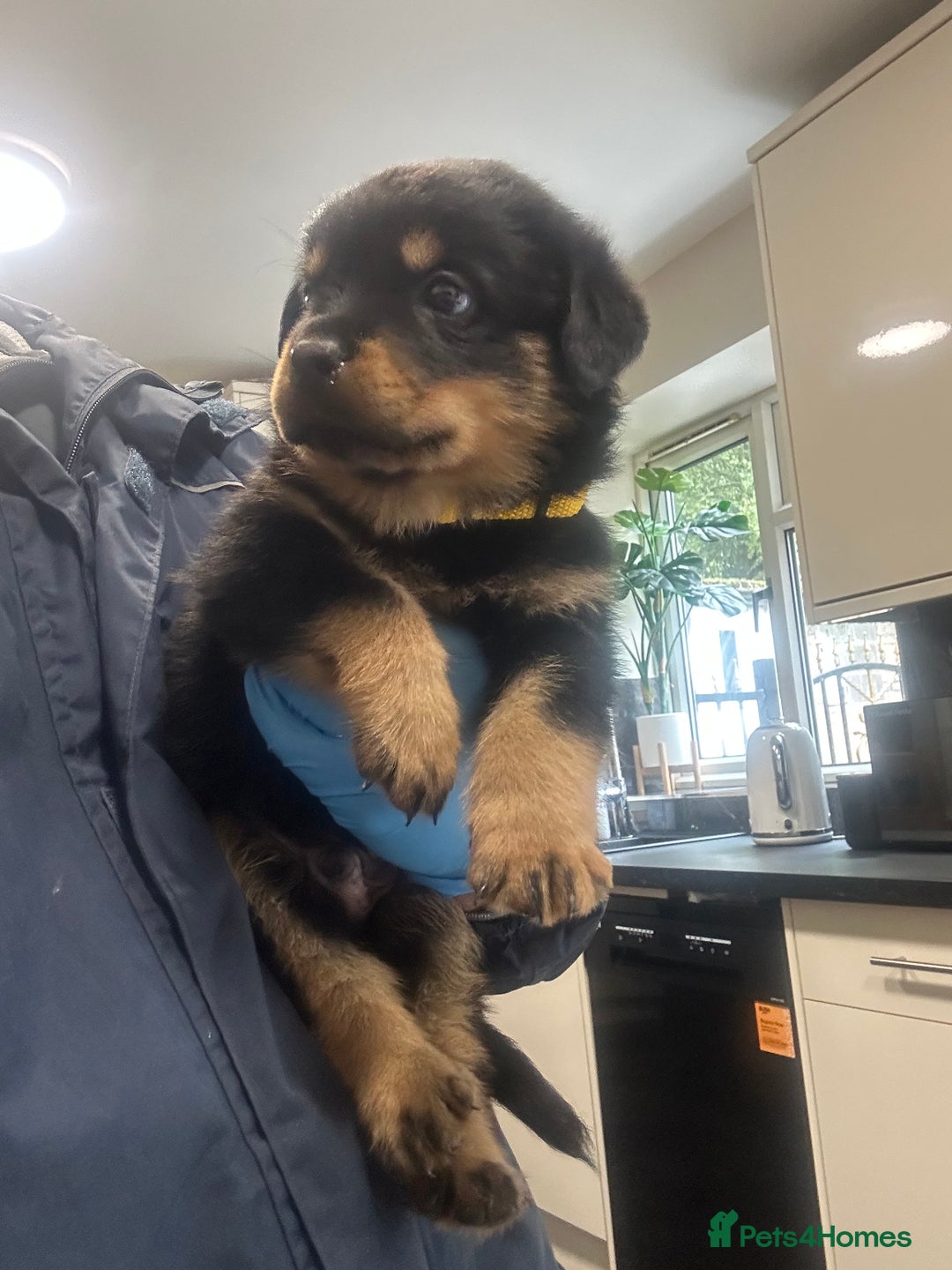 Rottweiler dogs for sale: Kc Registered Rottwiler Puppies  - Image 16