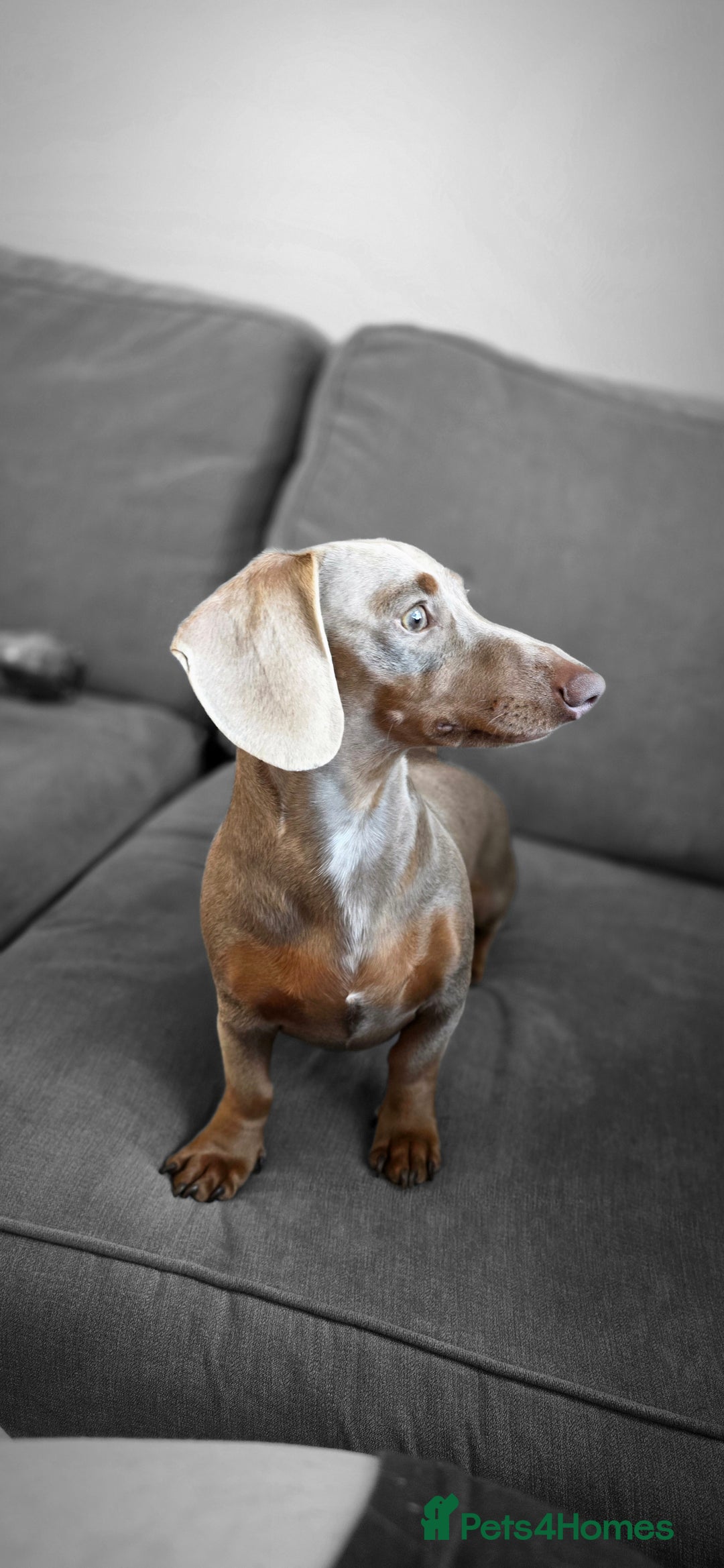Miniature Dachshund dogs for sale: Clyde the Isabella male  - Advert 3