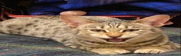 Savannah cats for sale: PDGREE BROWN SPOT  LOVIN SAVANNAH GIRL F5SBT - Advert 2