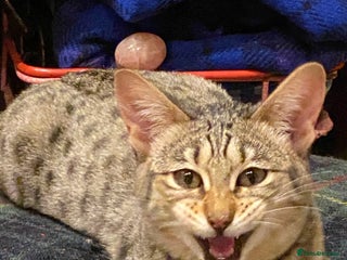 Savannah cats PDGREE BROWN SPOT LOVIN SAVANNAH GIRL F5SBT - Advert 4