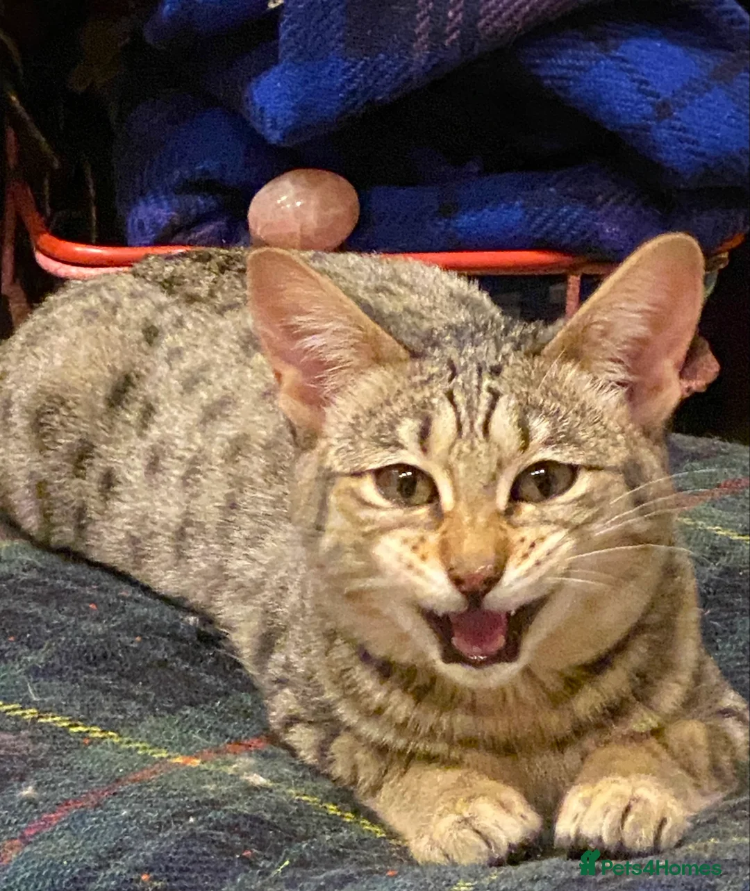 Savannah cats for sale: PDGREE BROWN SPOT  LOVIN SAVANNAH GIRL F5SBT - Advert 3