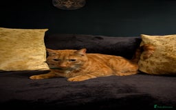 Mixed Breed cats for sale: Cats in need of rehoming - Image 3