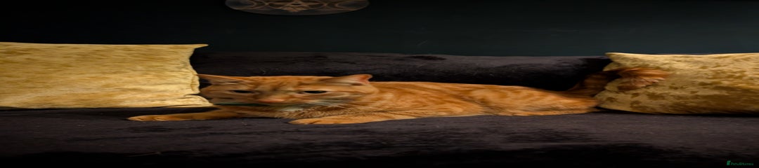 Nukah