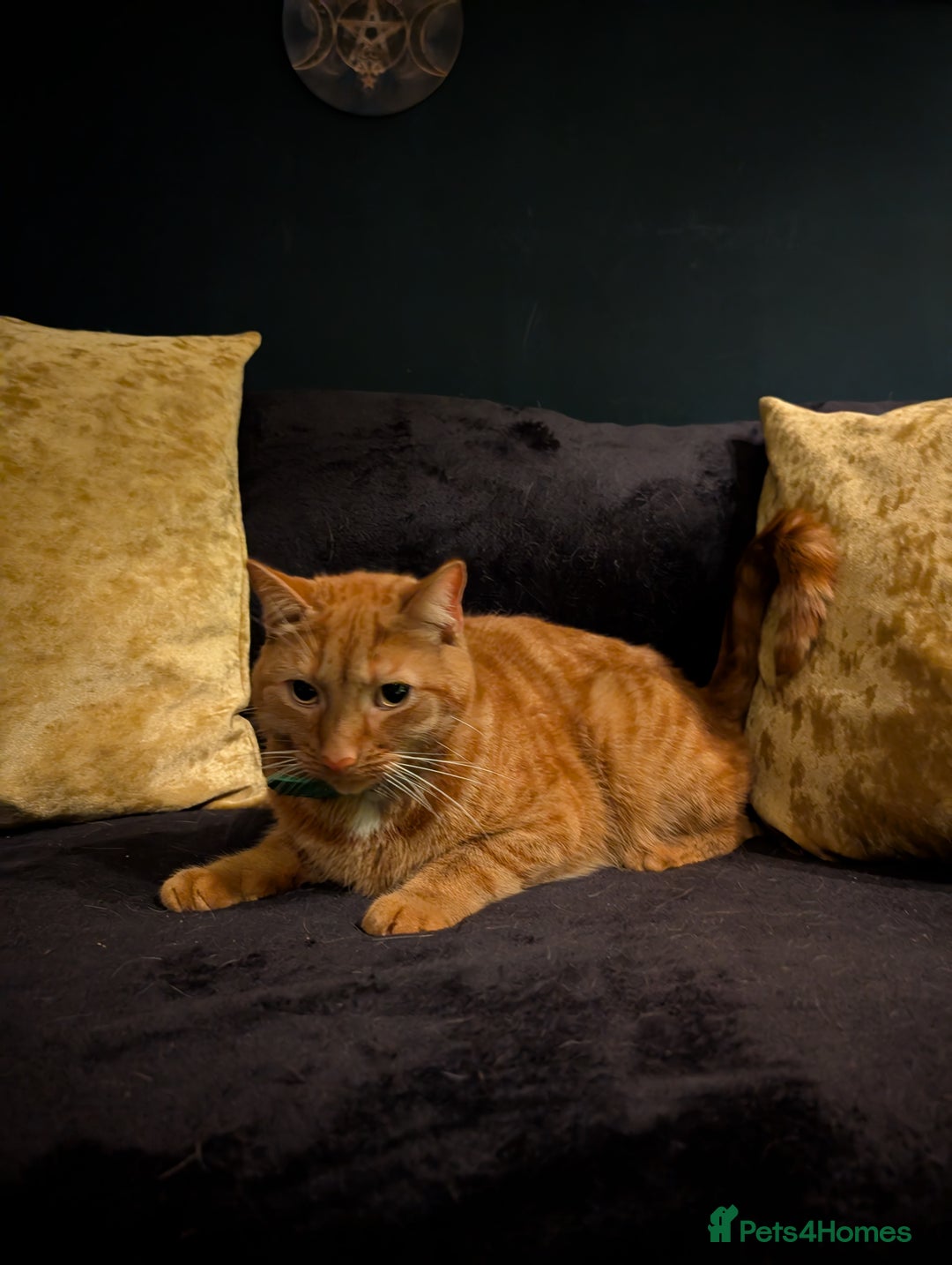 Mixed Breed cats for sale: Cats in need of rehoming - Image 3