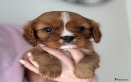 Cavalier King Charles Spaniel dogs for sale: KC reg 🍫parents/Eyes/heart&health certs - Image 9