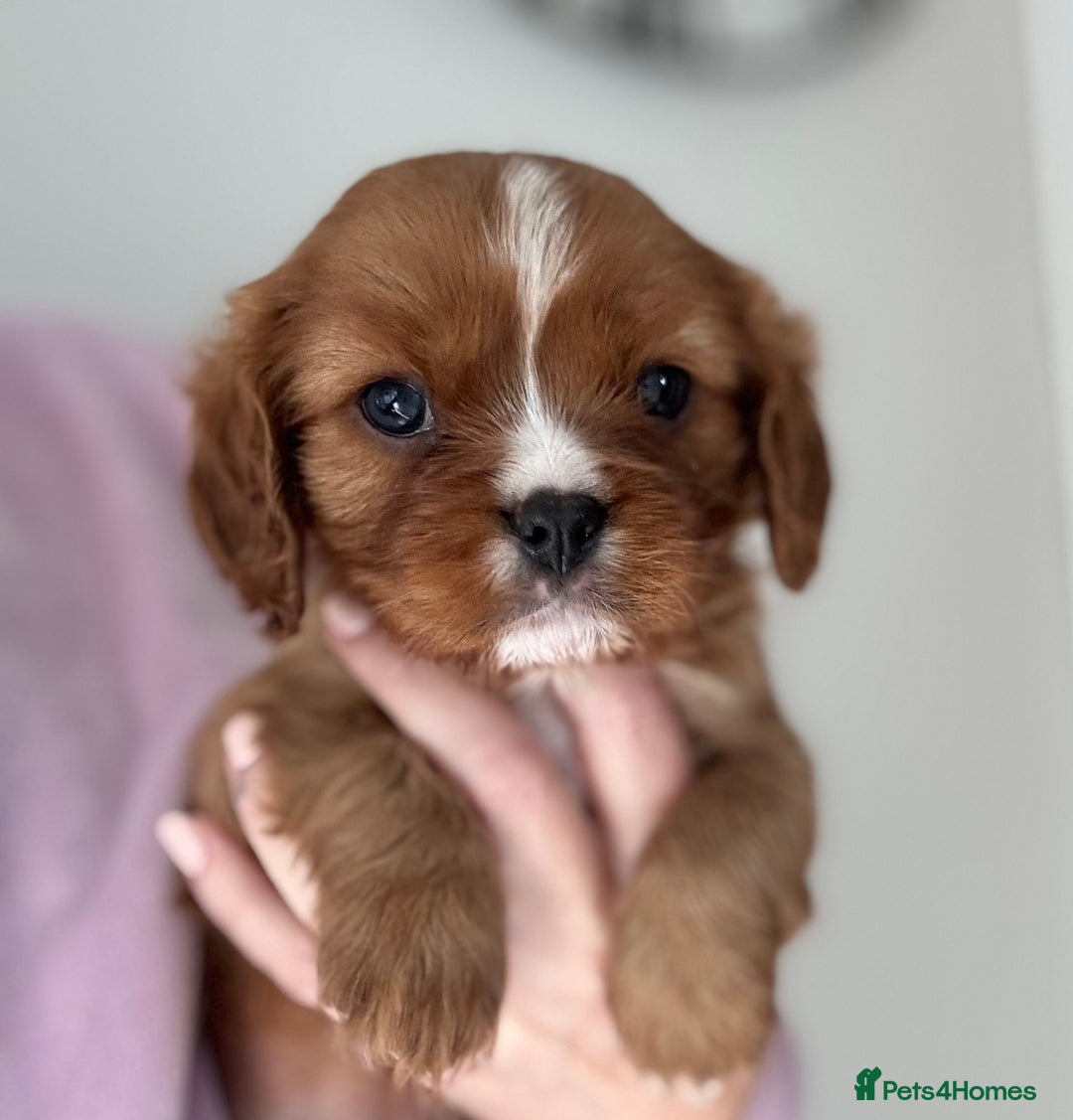 Cavalier King Charles Spaniel dogs for sale: KC reg 🍫parents/Eyes/heart&health certs - Image 9