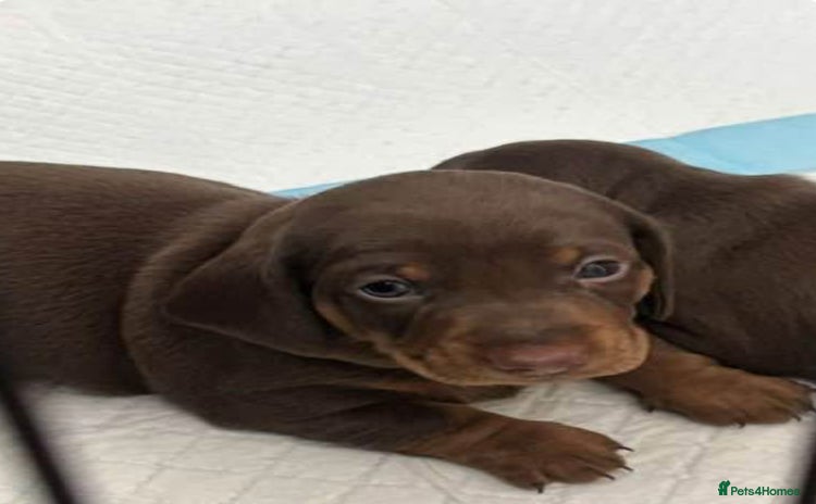 Miniature Dachshund dogs - Advert 12