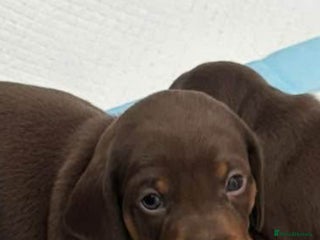 Miniature Dachshund dogs - Advert 3