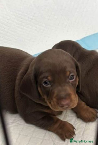 Miniature Dachshund dogs - Advert 14