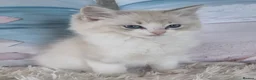 Ragdoll cats for sale: 💕Cute Champion line Ragdolls Kittens 💕 - Advert 25