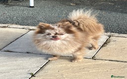 Pomeranian dogs for stud: Choc Merle Pomeranian stud in Leeds - Image 2