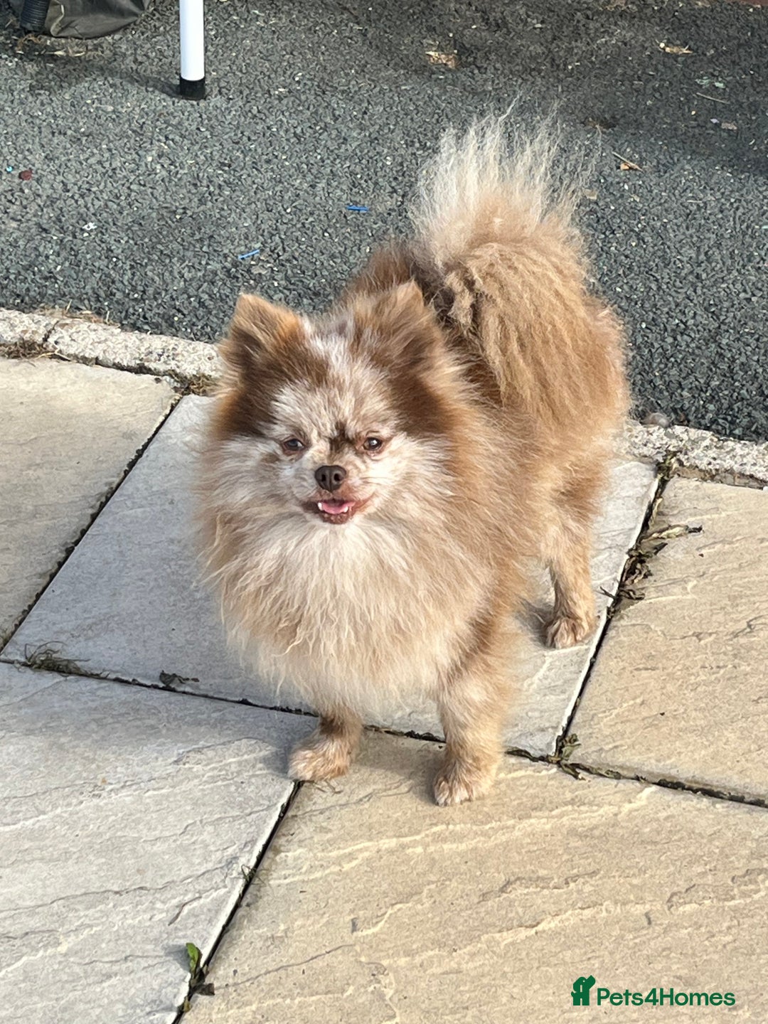 Pomeranian dogs for stud: Choc Merle Pomeranian stud in Leeds - Image 2