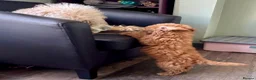 Miniature Poodle dogs for sale: Miniature Poodle puppies. Health tested parents!  - Advert 13