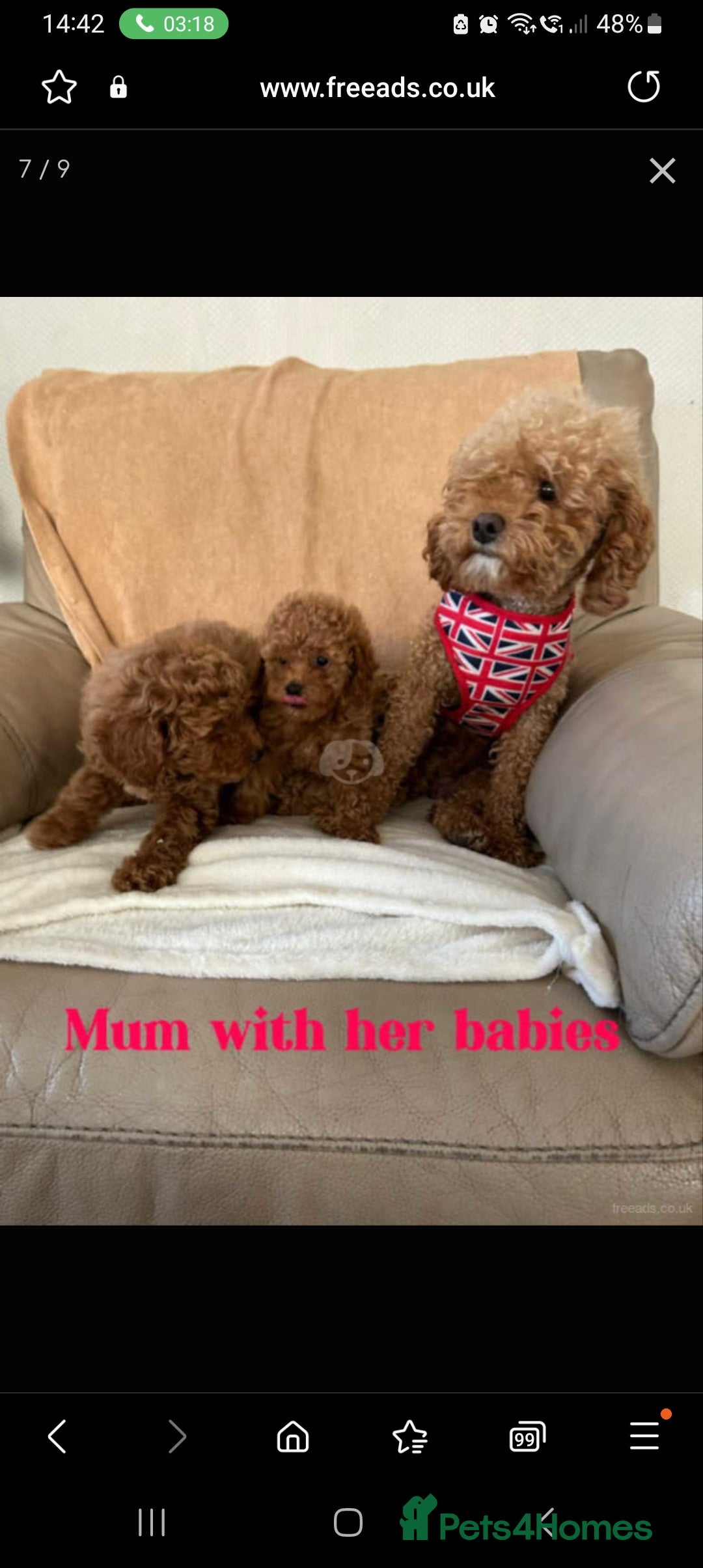 Poodle dogs for sale: Female  **  Poodle - Advert 1