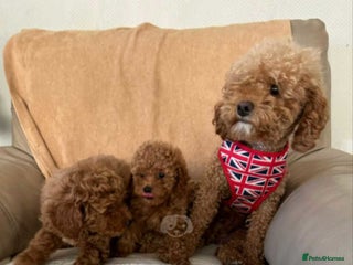 Poodle dogs Female ** Poodle - Advert 2