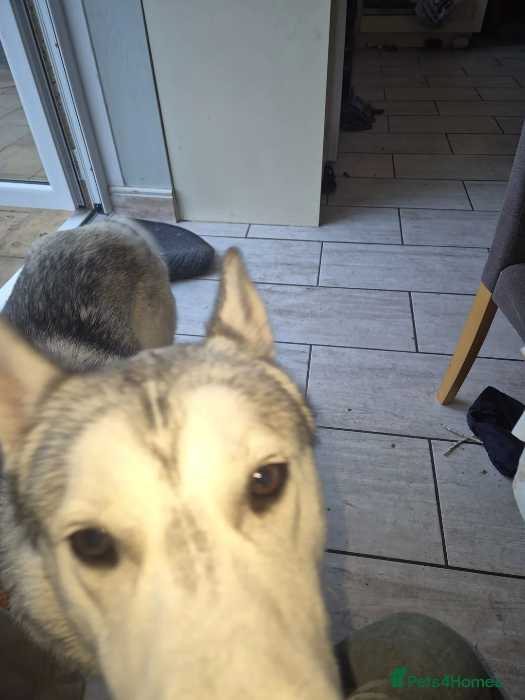 Siberian Husky dogs for sale: Husky puppy - Advert 2