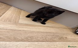 Mixed Breed cats for sale: Beautiful black & grey kittens. - Image 5