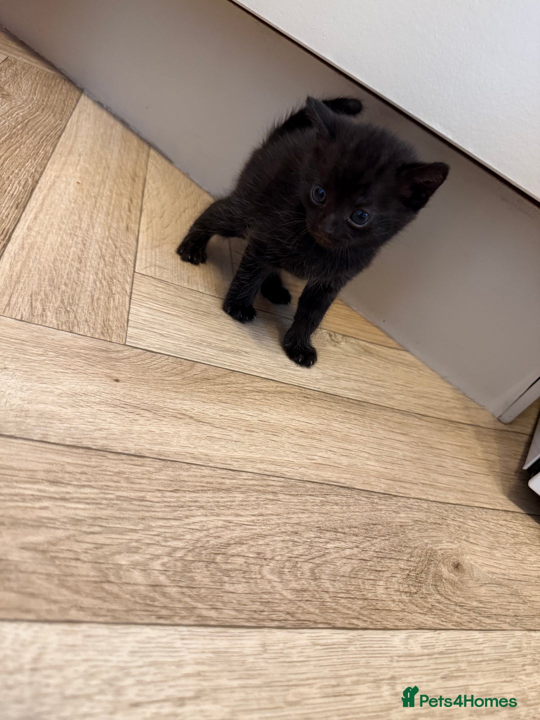 Mixed Breed cats for sale: Beautiful black & grey kittens. - Image 5