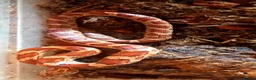 Corn Snake reptiles for sale: Cornsnakes forsale males females 2025 hatchlings  - Advert 7