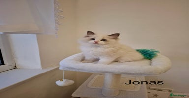 Ragdoll cats Purebred Ragdoll Kittens - TICA - YORKSHIRE - Advert 7