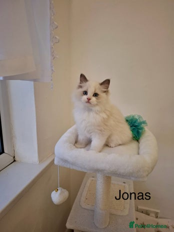 Ragdoll cats Purebred Ragdoll Kittens - TICA - YORKSHIRE - Advert 10