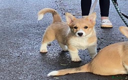 Mixed Breed dogs for sale: Corgi cross puppy - Image 1