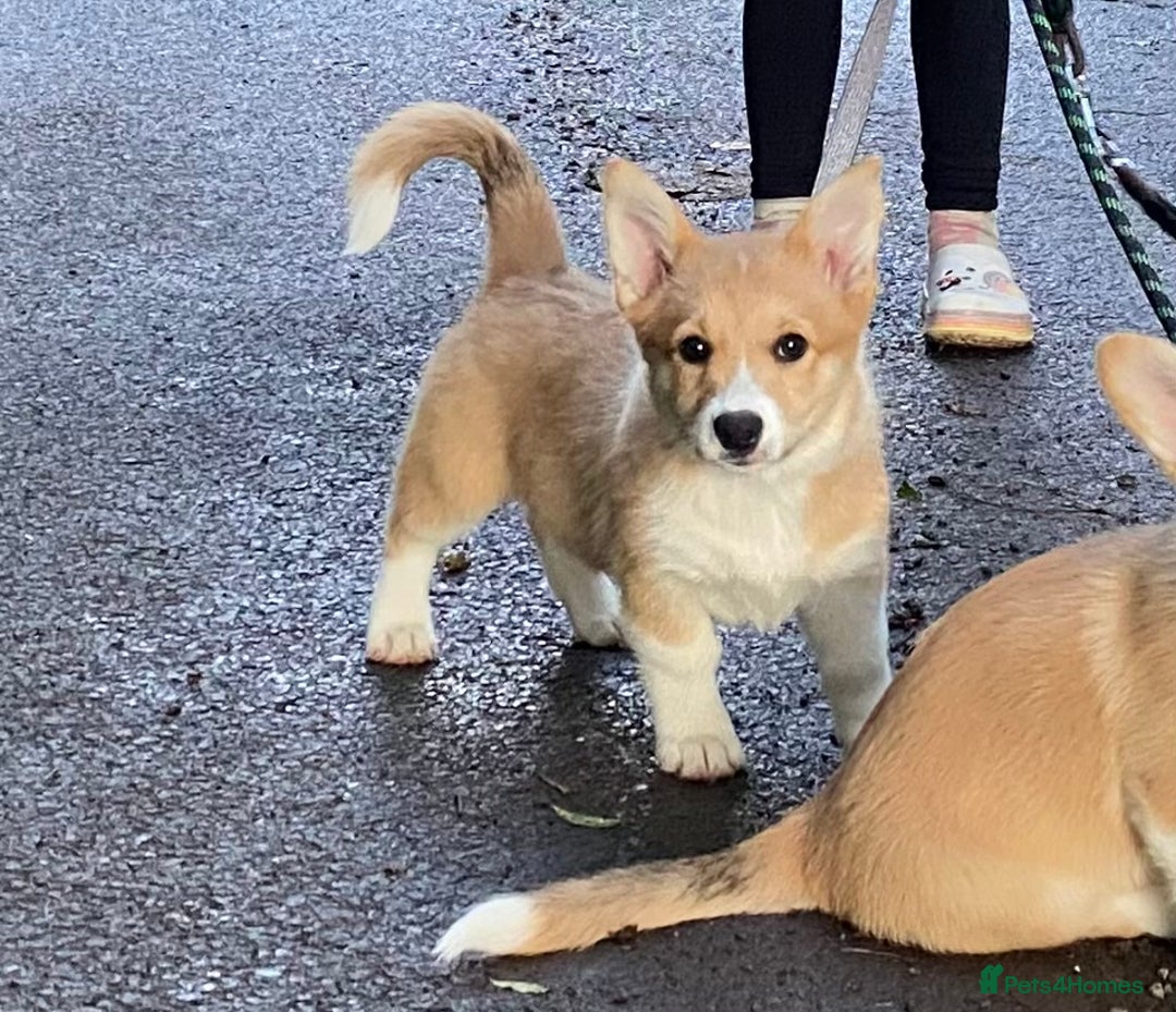 Mixed Breed dogs for sale: Corgi cross puppy - Image 1