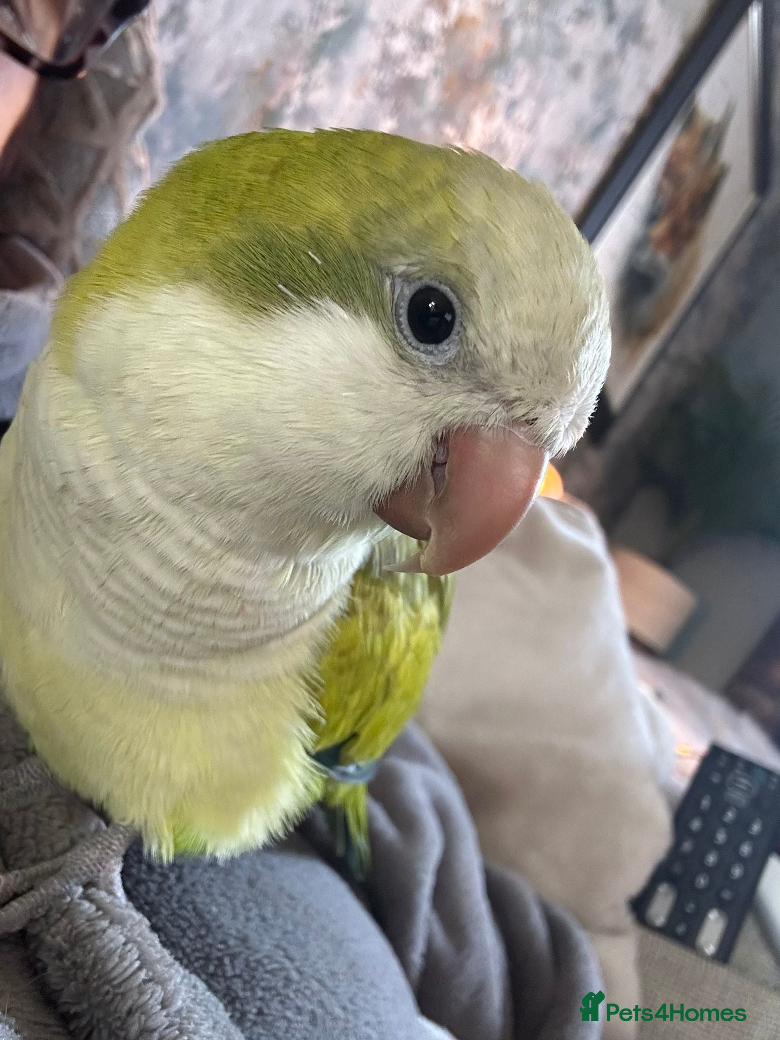 Parrots birds Beautiful Hand Reared 2 Year Old Parrot - Friendly - Advert 1