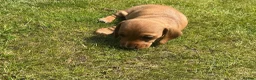 Miniature Dachshund dogs for sale: KC REG Miniature dachshunds. Council licensed in Airdrie - Advert 3