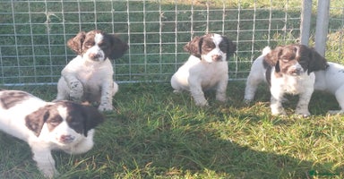 English Springer Spaniel dogs - Advert 1
