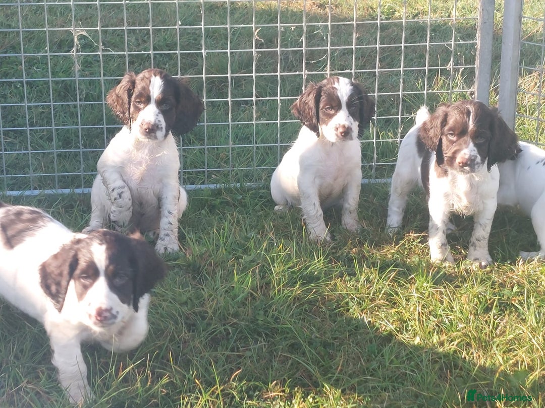 English Springer Spaniel dogs for sale: Gorgeous English springer spaniel pups - Image 2