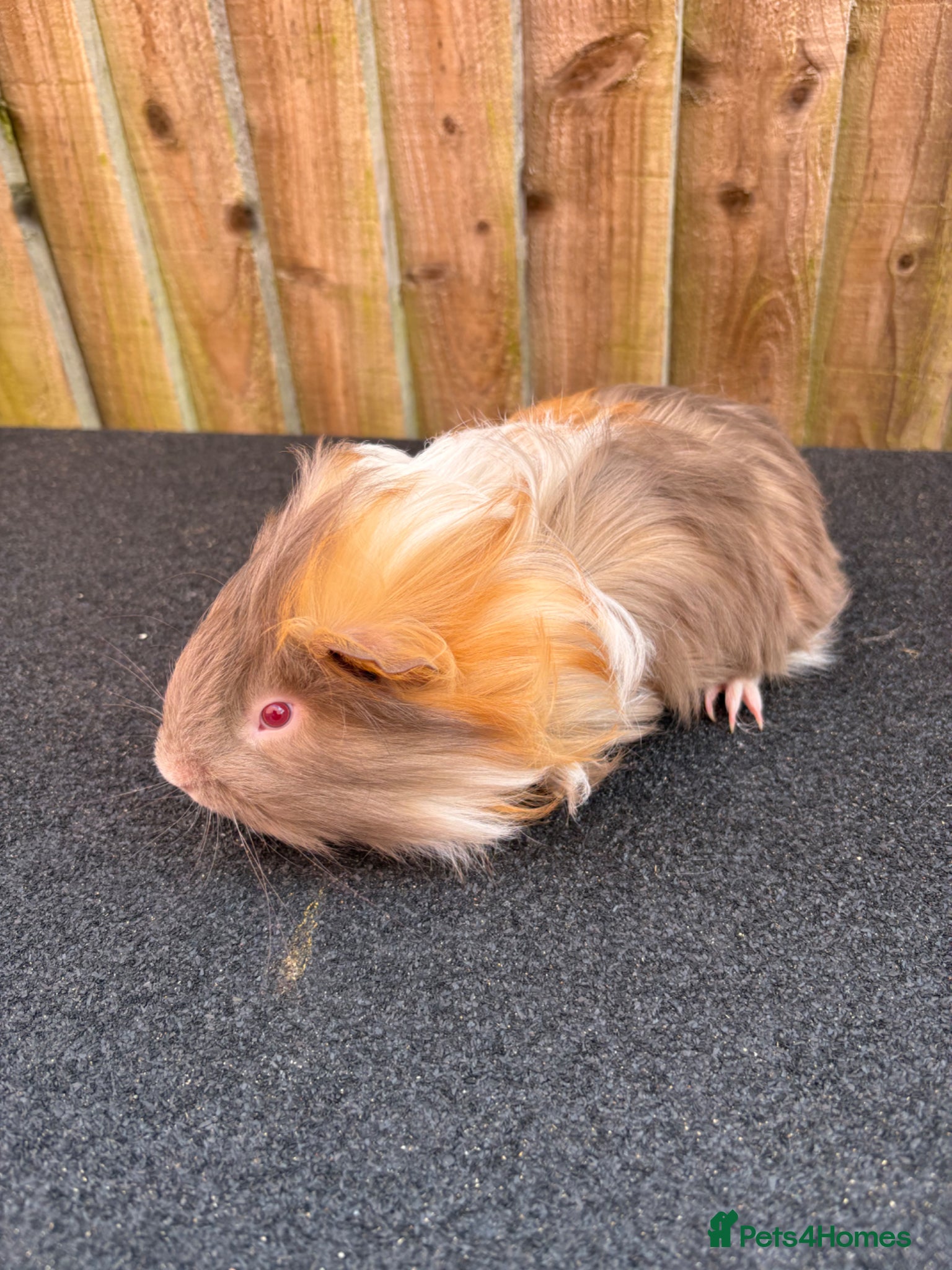 Guinea Pig rodents 2 single boars - Advert 1