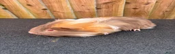 Guinea Pig rodents for sale: 2 single boars - Advert 1