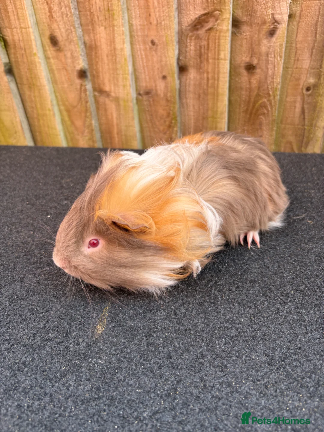 Guinea Pig rodents for sale: 2 single boars - Advert 1