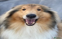 Rough Collie dogs for sale: Unaffected KC Reg Rough Collie Puppies Available  - Advert 1