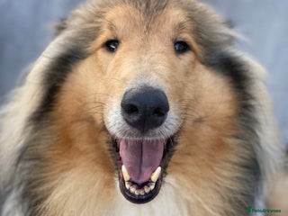 Rough Collie dogs for sale: Unaffected KC Reg Rough Collie Puppies Available - Advert 1