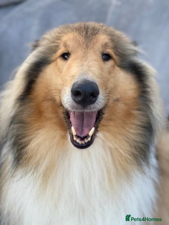 Rough Collie dogs Unaffected KC Reg Rough Collie Puppies Available - Advert 1