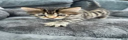 Mixed Breed cats for sale: Mixed breed kittens  - Advert 31