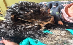 Schnoodle dogs for sale: Miniature Schoodle puppies - Image 5