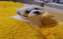 Bichon Frise dogs for sale: Bichon girl - Image 9