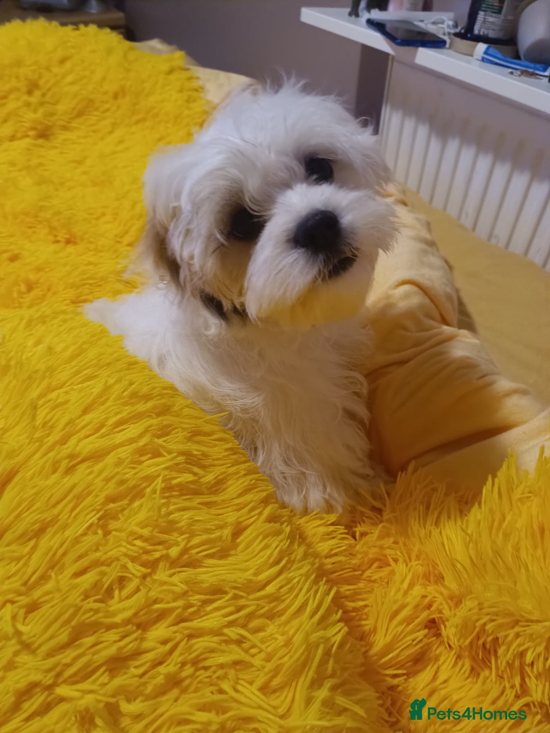 Bichon Frise dogs for sale: Bichon girl - Image 9
