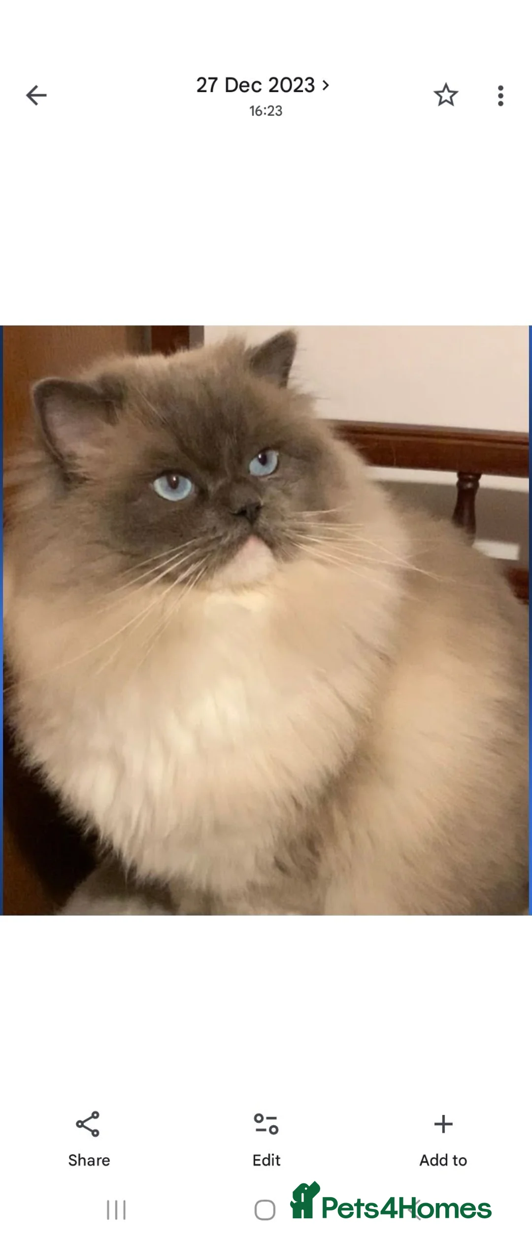 Ragdoll cats for sale: Ragdoll cats -  beautiful inside and out 😻 - Advert 9